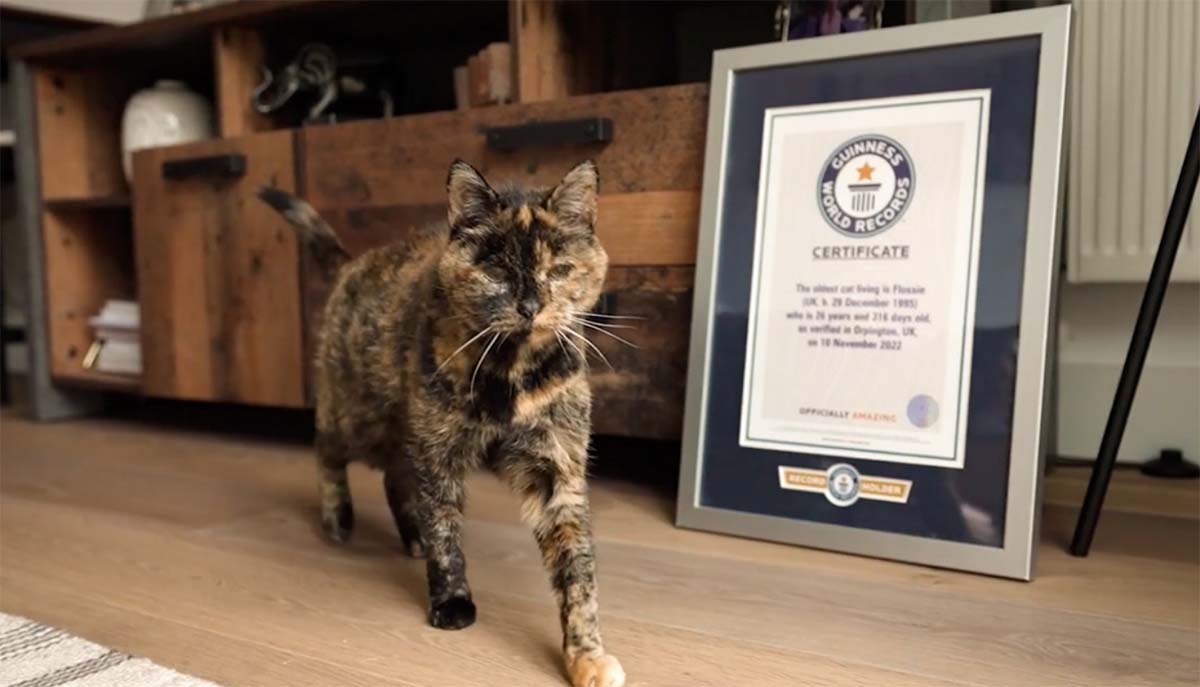 flossie gata flossie gata