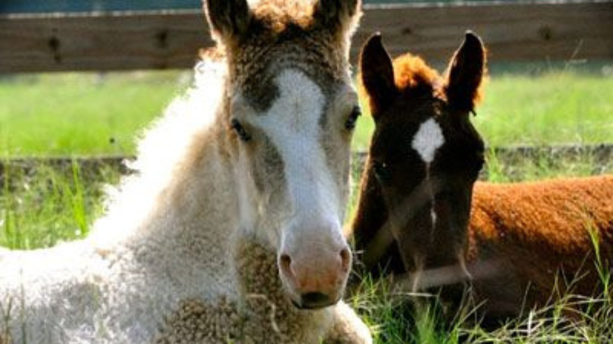 Los caballos con pelaje rizado, conocidos como Bashkir Curly o simplemente Curly, son originarios de América del Norte. (Foto: Pinterest)