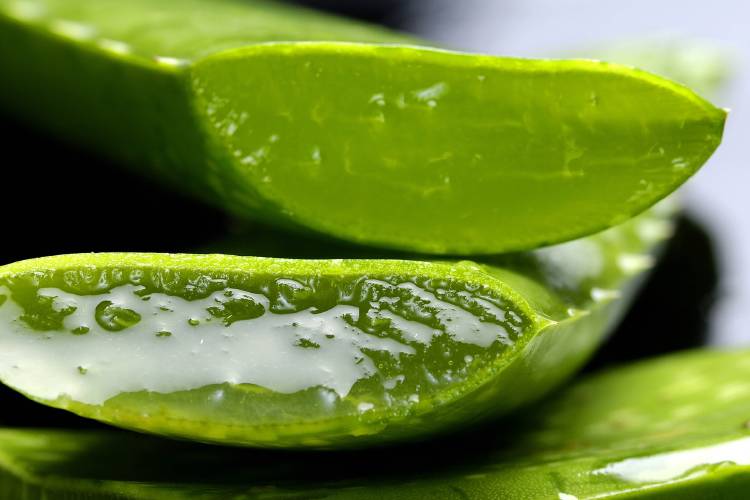 Hojas de aloe vera apiladas