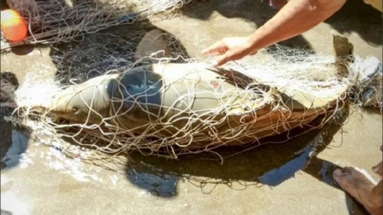 Delfin Franciscana enredado Delfin Franciscana enredado en red de pesca