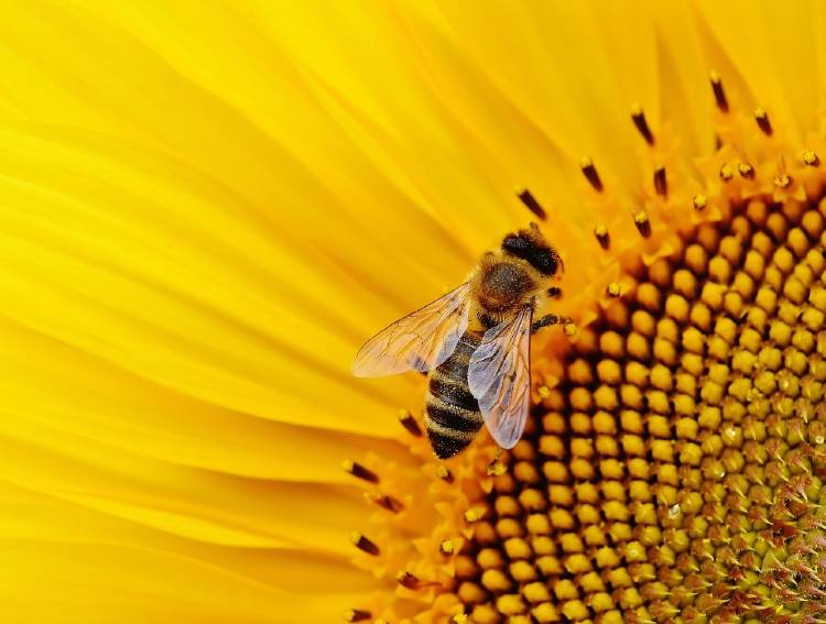 Las abejas pueden detectar la contaminación