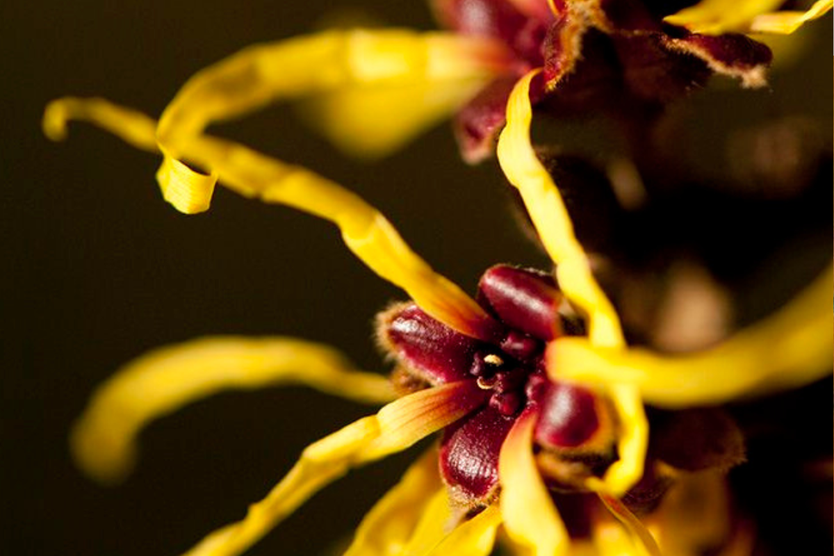 Hamamelis virginiana Hamamelis virginiana, también conocida como avellano de bruja, es un arbusto medicinal con potentes propiedades antiinflamatorias, antioxidantes y vasoprotectoras (Pinterest)