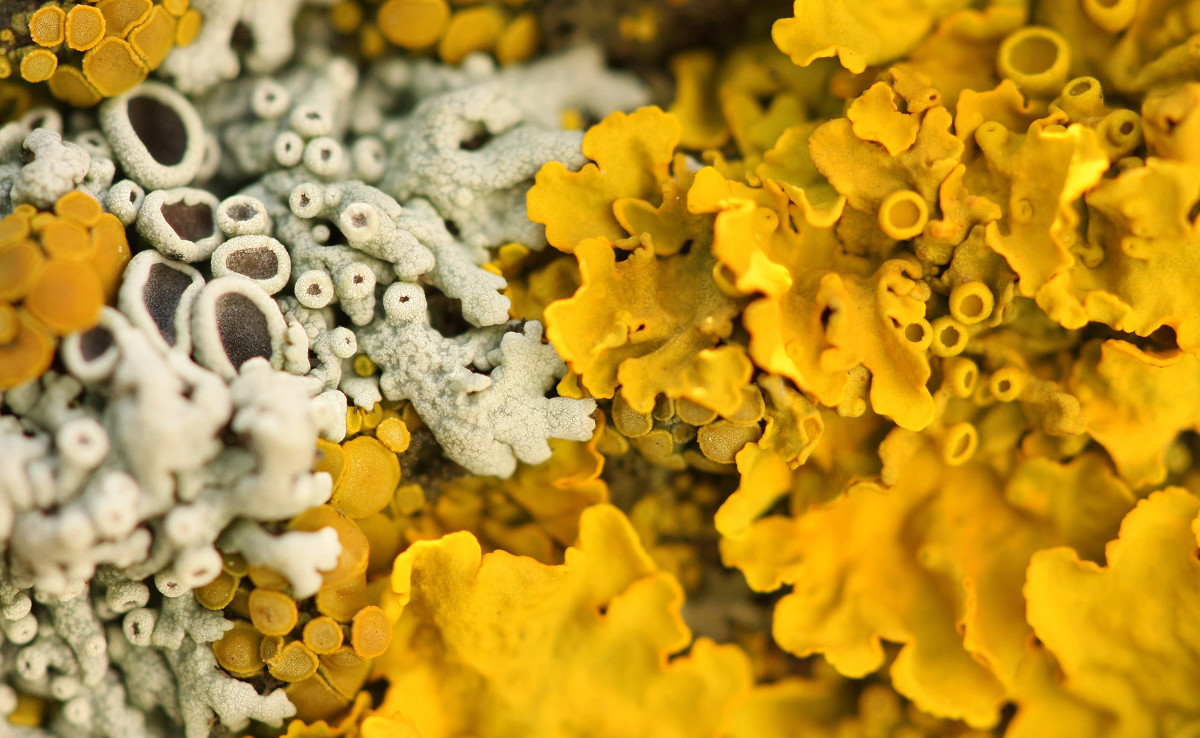 líquenes3 líquenes3