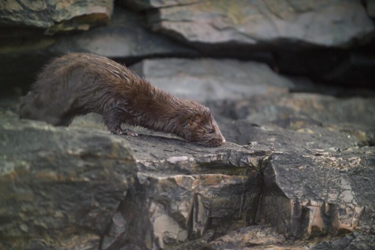 Neovison vison_Autor Andre Kunzelmann UFZ_5 768x512 Neovison vison_Autor Andre Kunzelmann UFZ_5 768x512