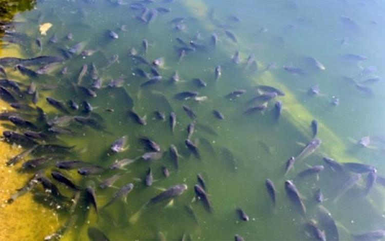 peces chapultepec2 peces chapultepec2