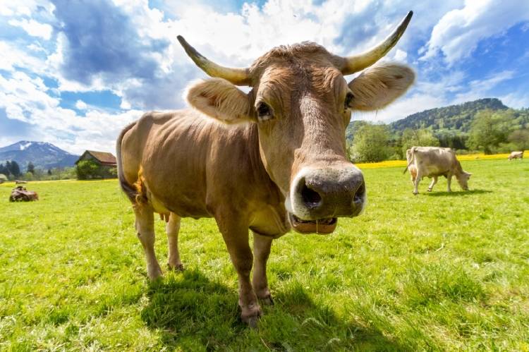 Una vaca en el campo