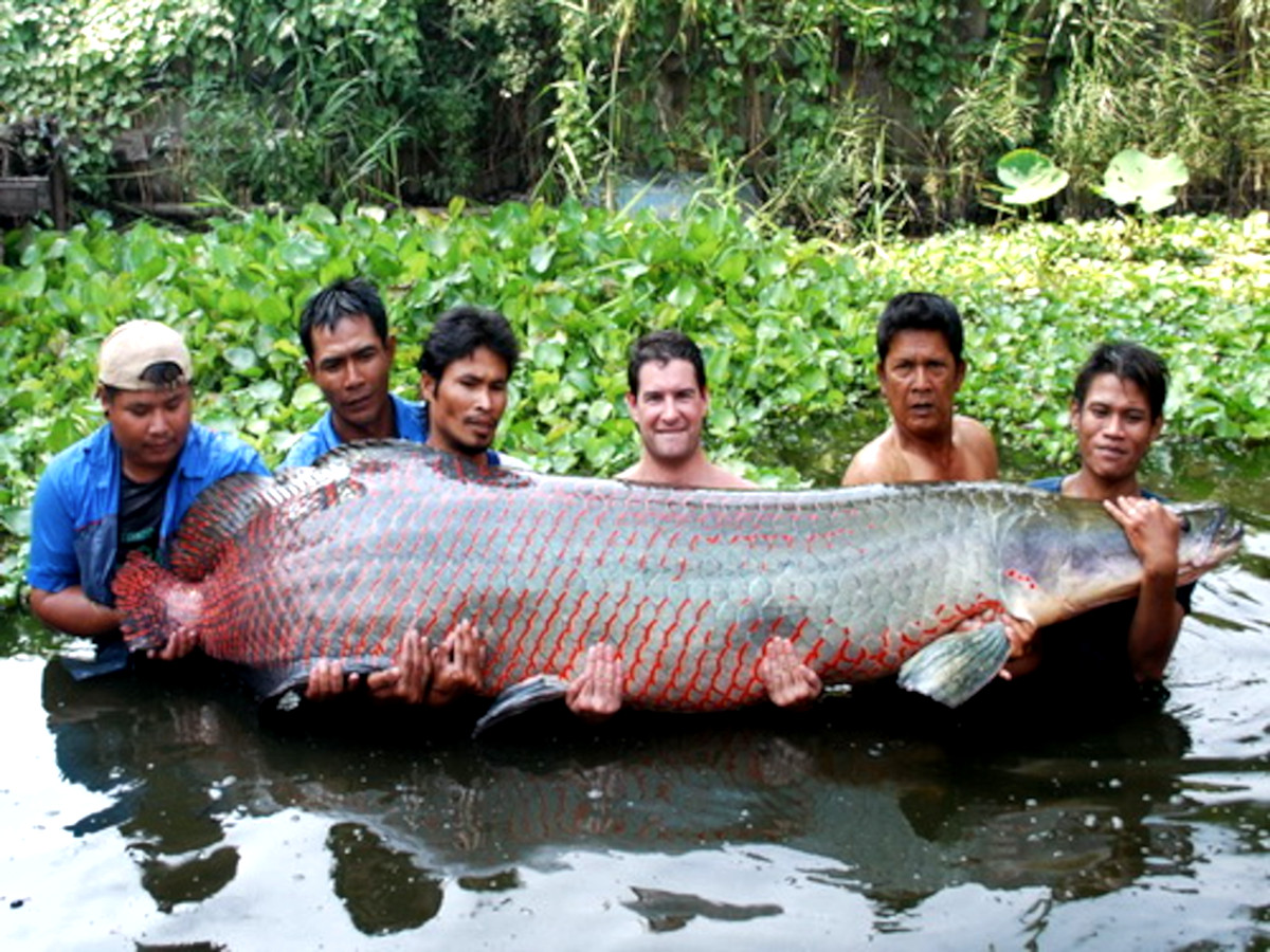 pez paiche2 pez paiche2