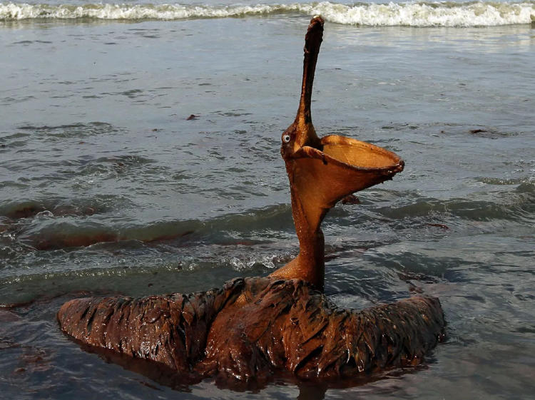 pelícano2 pelícano2
