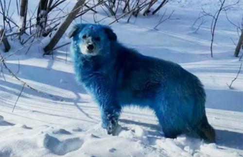 perros azules rusia