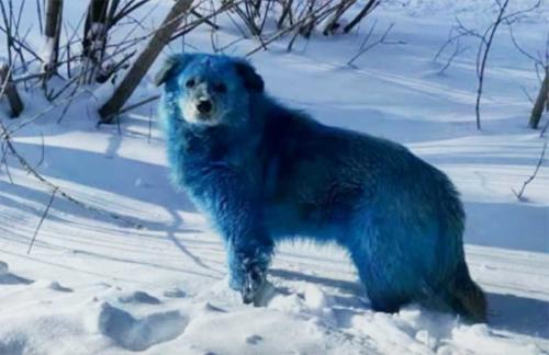 perros azules rusia perros azules rusia