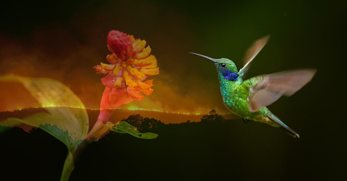 bella colibri