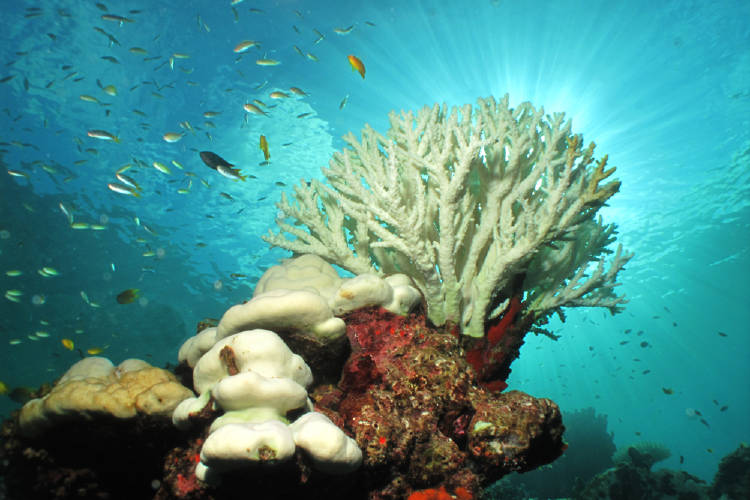 blanqueo arrecifes corales