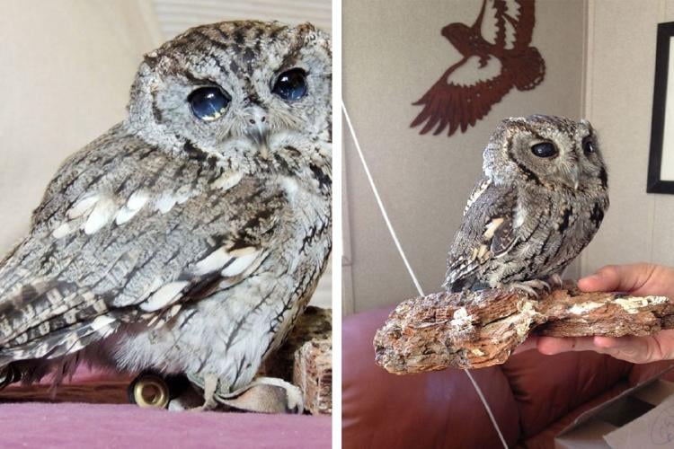 buho Según especialistas, el tecolote sufre ceguera parcial, probablemente causada por cataratas u otra condición ocular. Esta afección provoca reflejos internos que generan ese aspecto brillante, similar a estrellas. (Imagenes: culturainquieta.com)