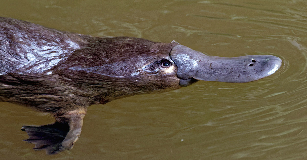 curiosidades ornitorrinco curiosidades ornitorrinco