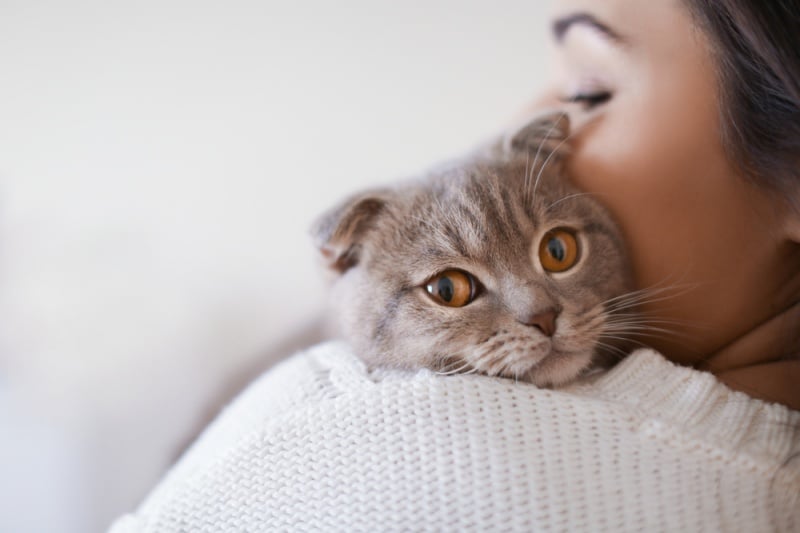suizo ensillar empujar Por qué los gatos son protectores del hogar contra fantasmas y energías  negativas? | Bioguia