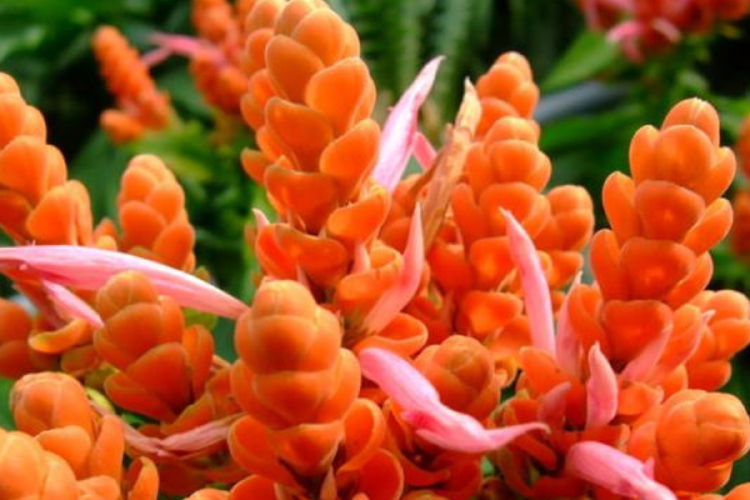 FLORES.png IMAGEN: PINTEREST