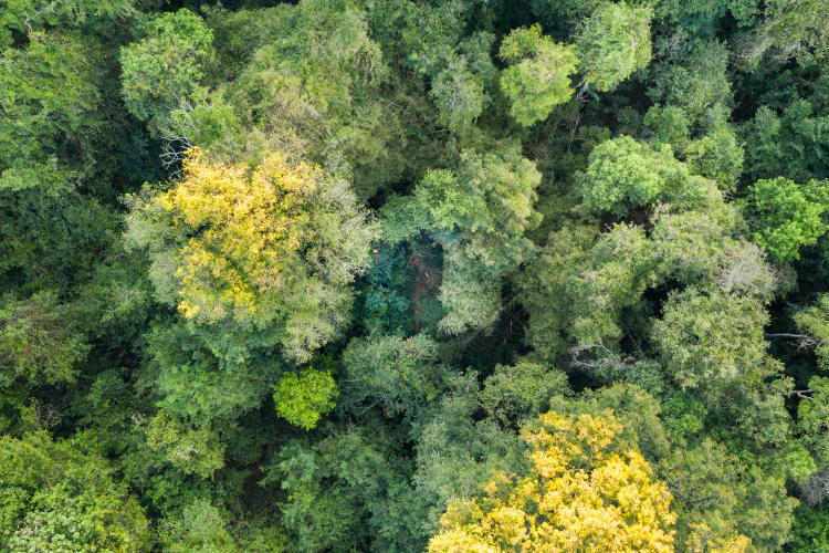 bosque araucarias