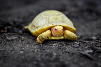 tortuga tortuga