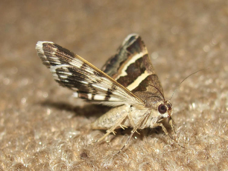 polilla polilla