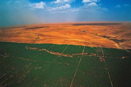 La gran Muralla Verde, el sueño ecológico de África ya está en construcción