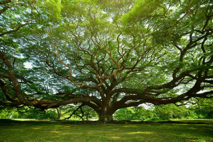arbol hermoso y gigante arbol
