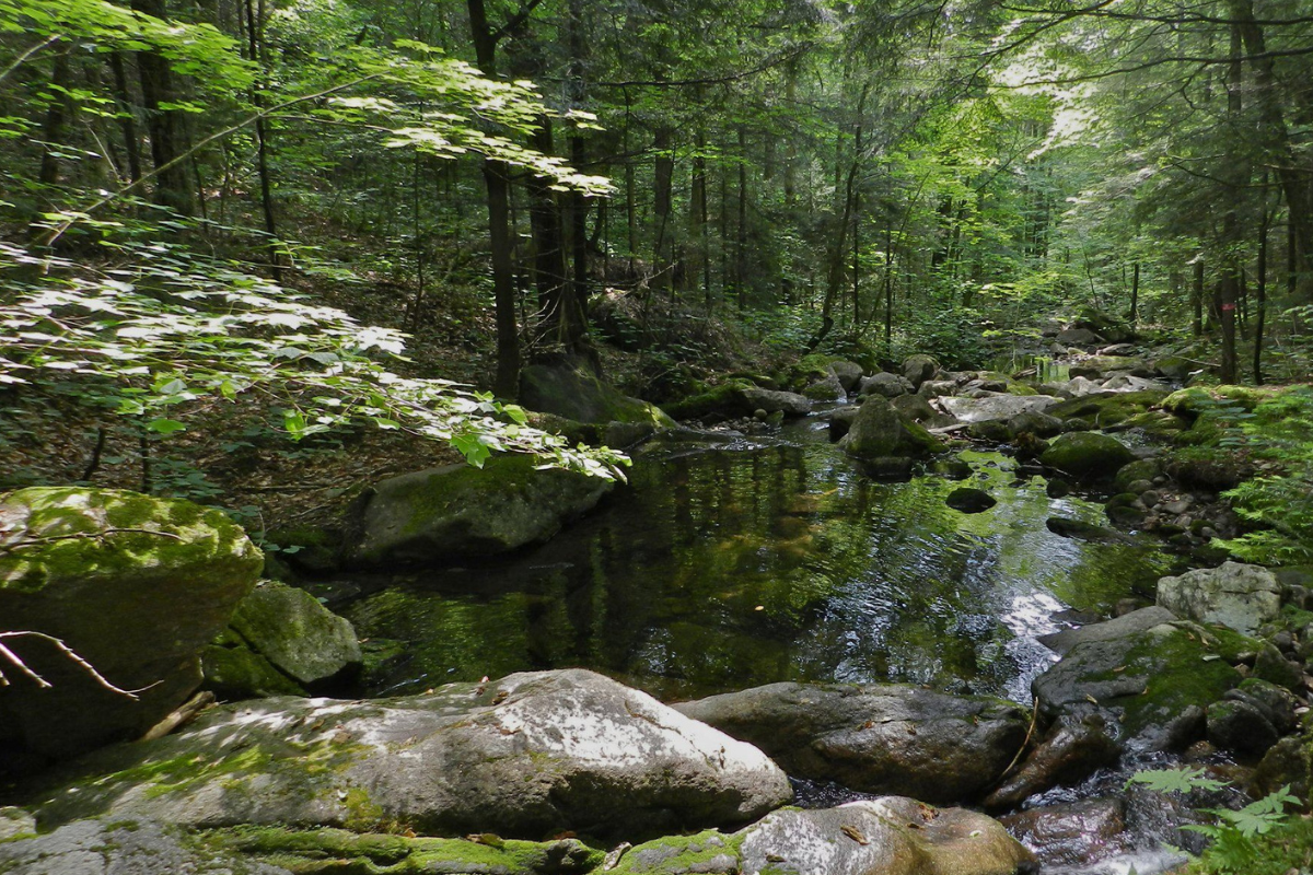 En 1955, un grupo de científicos y guardabosques seleccionó una zona boscosa en las Montañas Blancas de New Hampshire para llevar a cabo algo inédito: transformar un bosque real en un laboratorio ecológico a cielo abierto. (Foto: Pinterest)