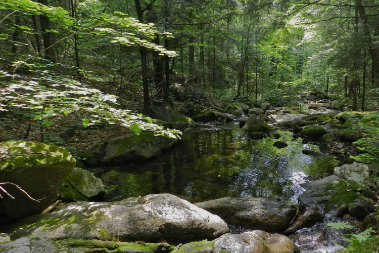 bosque En 1955, un grupo de científicos y guardabosques seleccionó una zona boscosa en las Montañas Blancas de New Hampshire para llevar a cabo algo inédito: transformar un bosque real en un laboratorio ecológico a cielo abierto. (Foto: Pinterest)