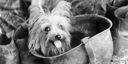 smoky perrita segunda guerra mundial2 smoky perrita segunda guerra mundial2