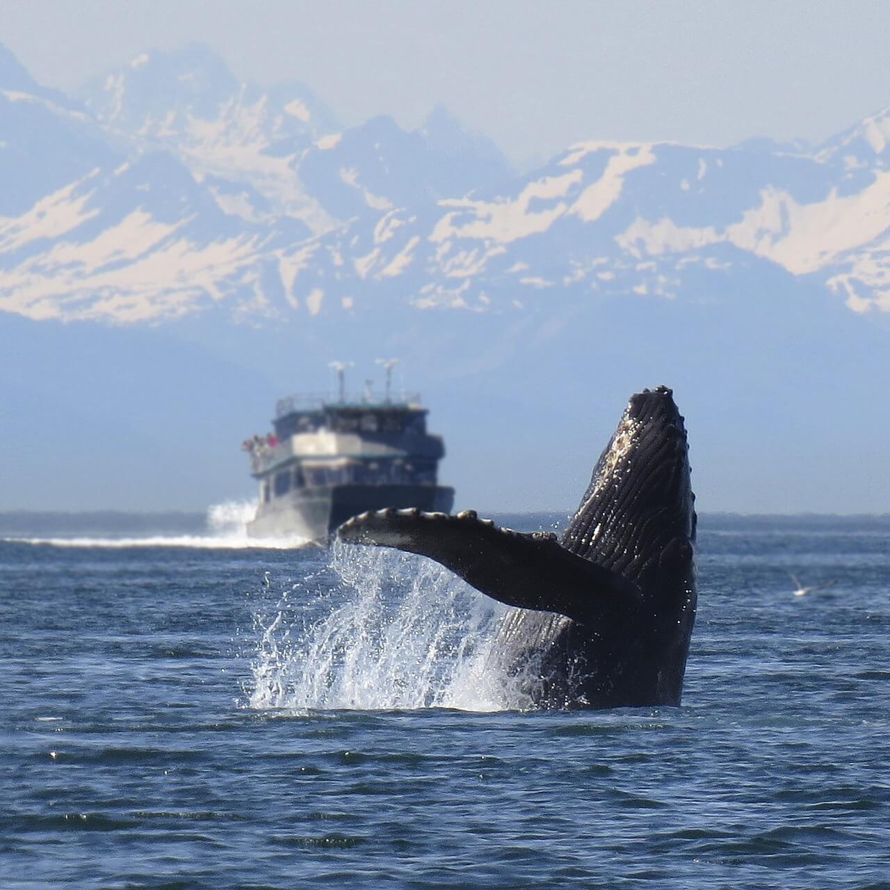 humpback 1132769 1280