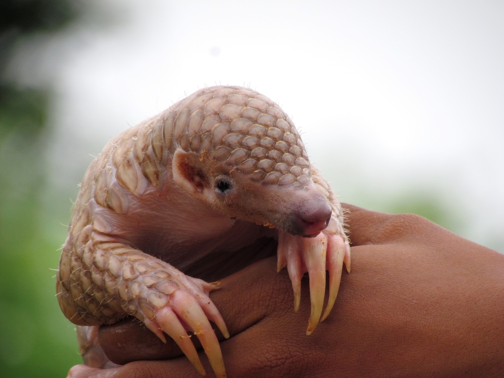 pangolin pangolin