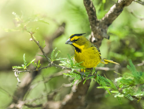 Cardenal Amarillo: un ave en peligro de extinción debido al tráfico ilegal