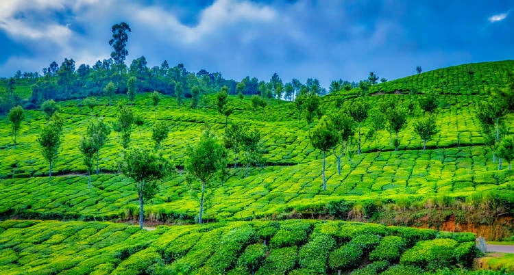 Plantaciones de té en Munnar, India