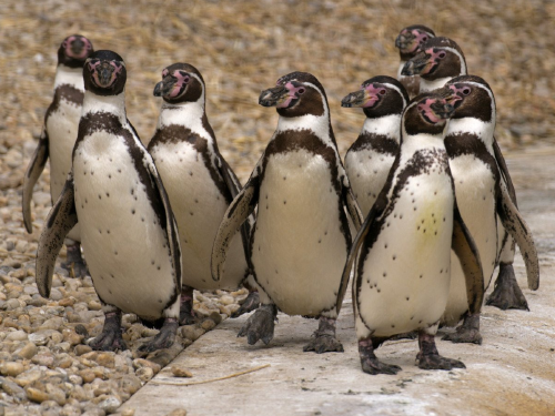 pingüino de humbolt pingüino de humbolt