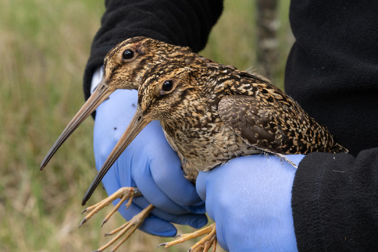 Becacina grande Victor Raimilla Becacina grande Victor Raimilla