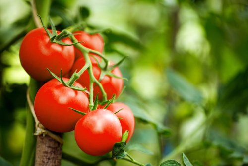 Científicos intentan recuperar el sabor del tomate