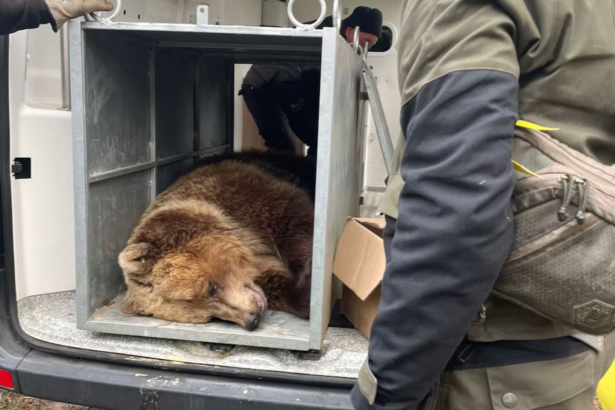 Los animales iniciarán un proceso de recuperación en su nuevo hogar.