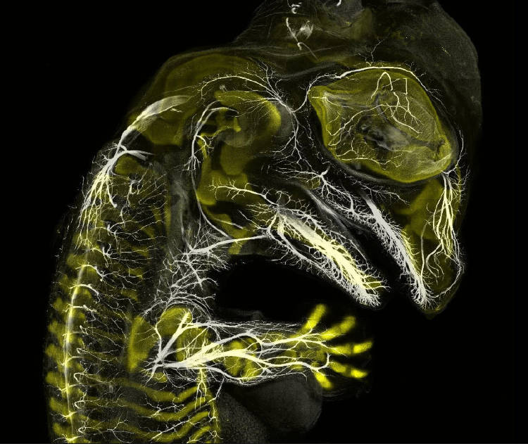 3 Daniel Smith Paredes Dr. Bhart Anjan S. Bhullar Nikon Small World Photomicrography Competition Daniel Smith Paredes & Dr. Bhart Anjan S. Bhullar / Nikon Small World Photomicrography Competition