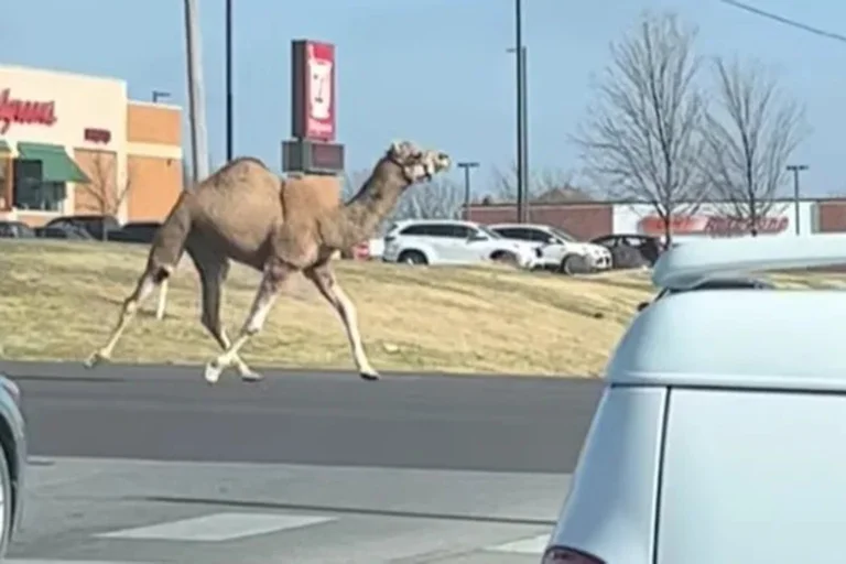 Camello cruzando la autopista