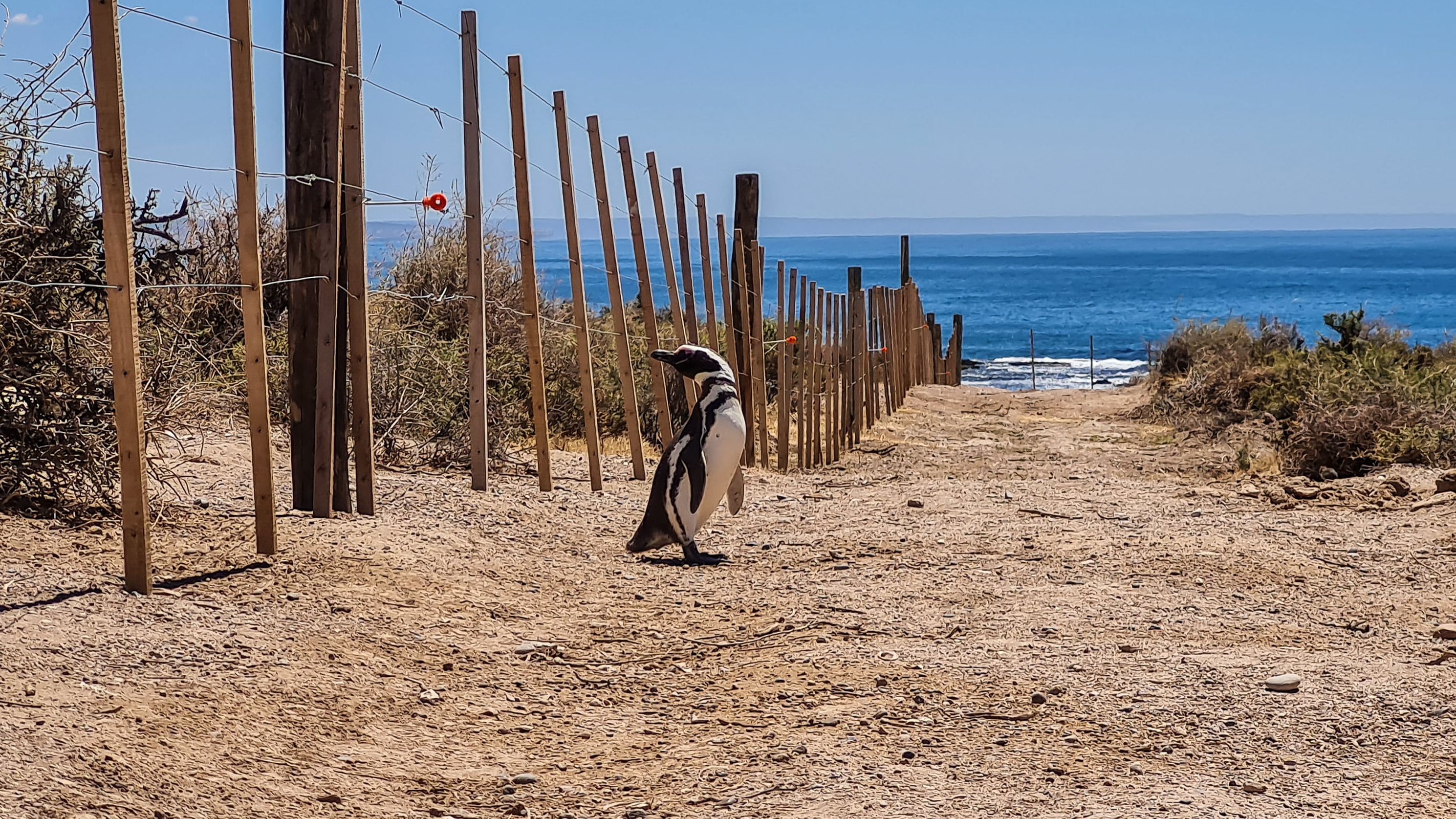_Matanza Colonia Pinguinos Punta Tombo (1) min _Matanza Colonia Pinguinos Punta Tombo (1) min