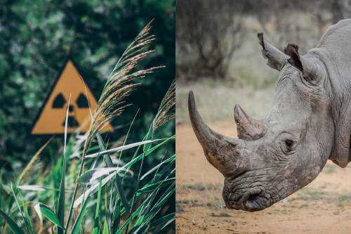 Sudáfrica proponen inyectar cuernos de rinoceronte con material radiactivo para desalentar la caza