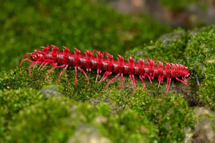 mil pies dragón rosa mil pies dragón rosa