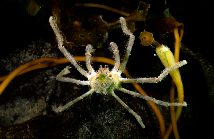 Cangrejo Araña. Foto por Cristian Lagger.