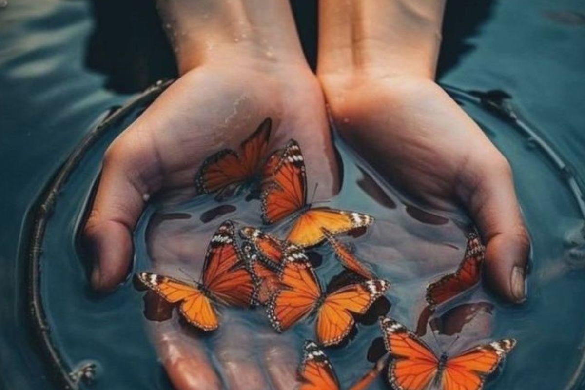 mariposas en agua mariposas en agua