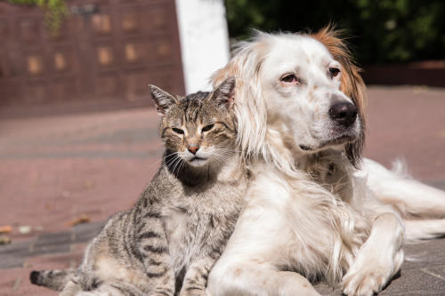 Perro y gato Perro y gato