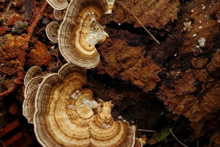 hongo Lo que alguna vez fue mortal hoy promete curas: científicos exploran compuestos tóxicos de fungis para tratar enfermedades graves. (Foto: Pinterest)