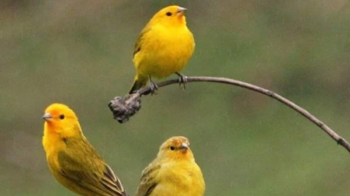 canarios Un veredicto reconoció a canarios como sujetos de derechos (Ph: Pinterest)