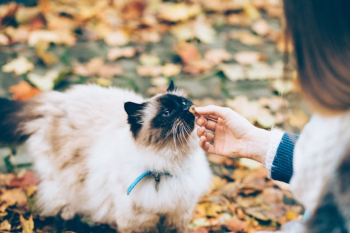 Chile gatos En Chile se pueden encontrar múltiples marcas que ofrecen alimentos premium para gatos, tanto nacionales como importadas.