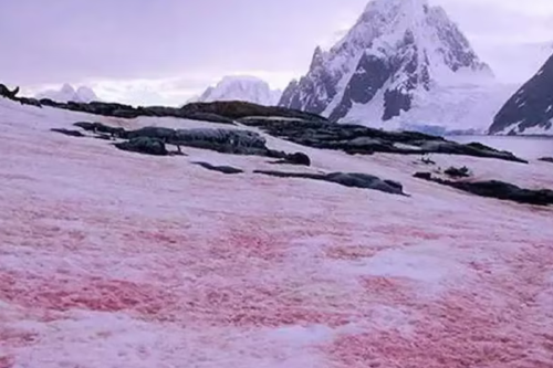 nieve roja Nieve de sangre en la Antártida: el lado oculto del cambio climático que fascinó a científicos durante siglos, no es producto de contaminación ni de sangre derramada, sino un proceso natural. (Foto: Pinterest)