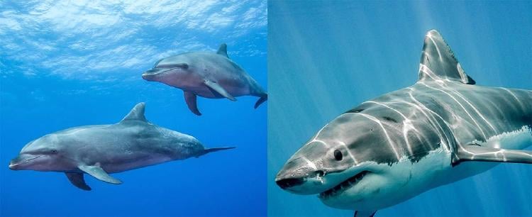 delfines tiburon