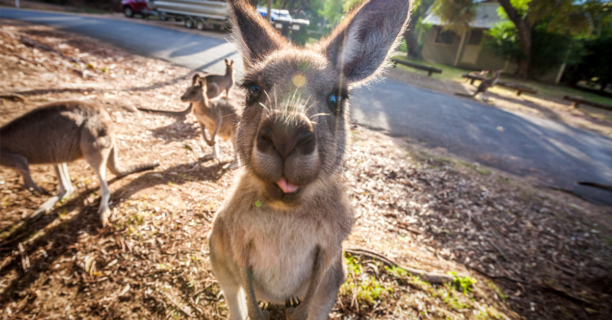destinos amantes animales destinos amantes animales
